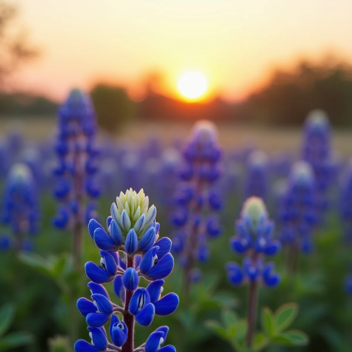Dense bluebonnets across open pasture near Bulverde, Texas in April